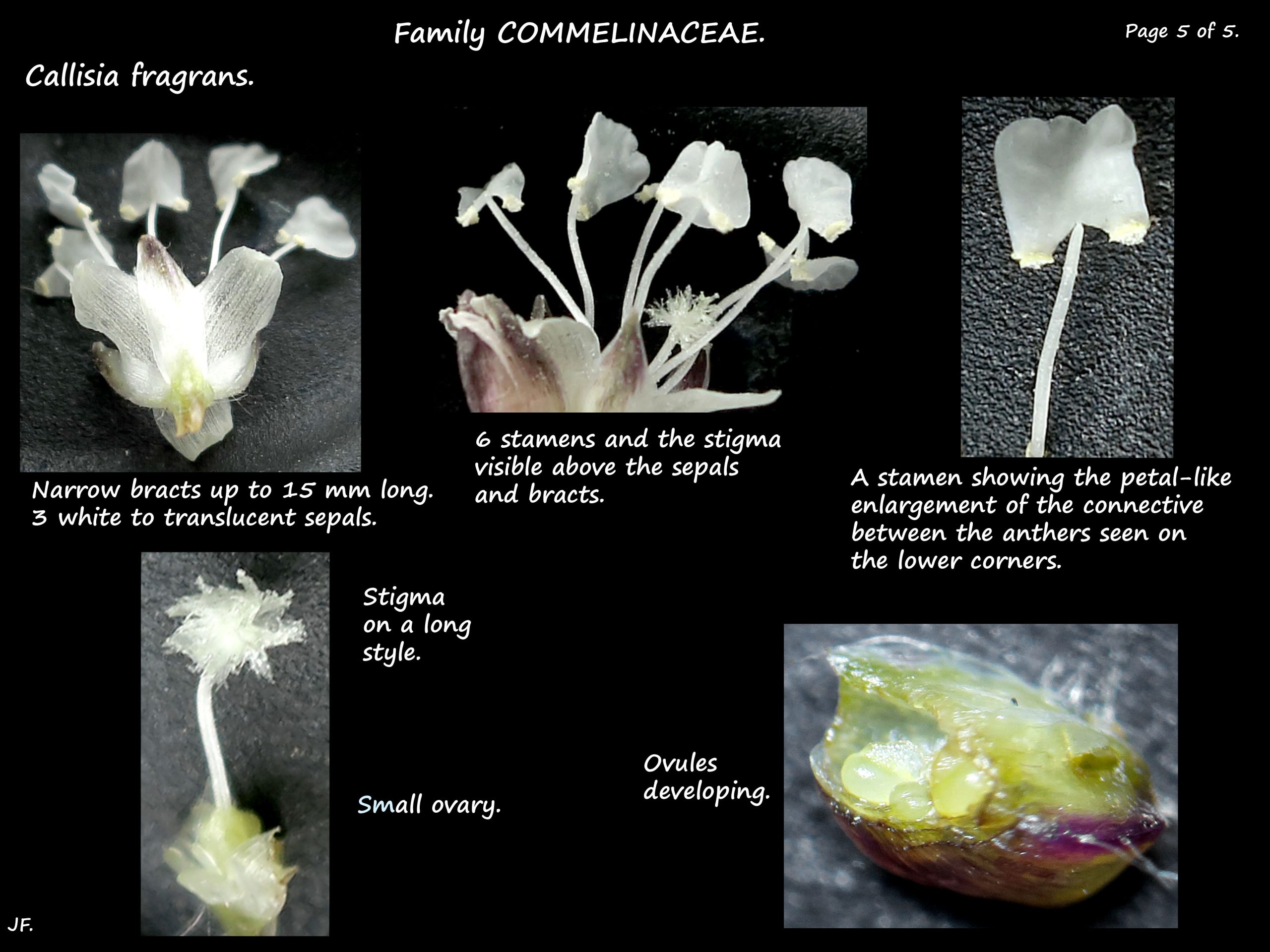 5 Callisia fragrans  stamens & ovary